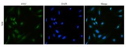 Immunofluorescence analysis of human hela cells tissue using anti-HMGB1 (dilution of primary antibody - 1:100)