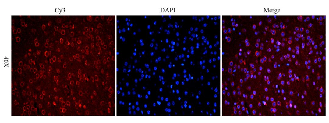 Immunofluorescence analysis of mouse brain tissue using anti-Reelin (dilution of primary antibody - 1: 100)