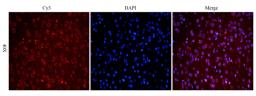 Immunofluorescence analysis of mouse brain tissue using anti-Reelin (dilution of primary antibody - 1: 100)