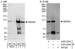 Detection of human NEDD4 by western blot and immunoprecipitation.