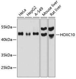 Western blot - HOXC10 antibody (A12215)