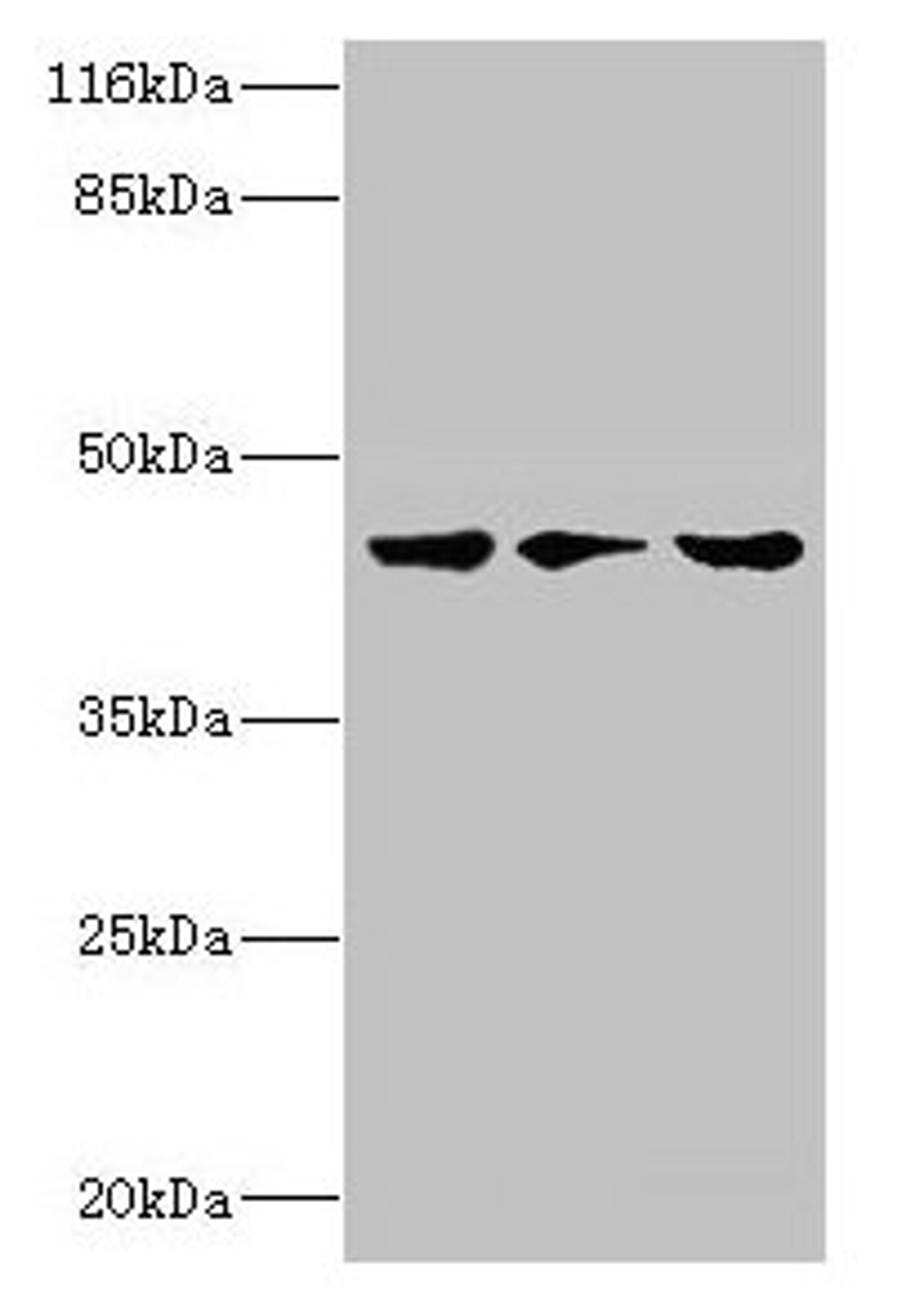 Western blot. All lanes: PSKH2 antibody at 2µg/ml. Lane 1: Hela whole cell lysate. Lane 2: Mouse heart tissue. Lane 3: Rat gonad tissue. Secondary. Goat polyclonal to rabbit IgG at 1/10000 dilution. Predicted band size: 44 kDa. Observed band size: 44 kDa