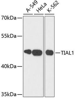 Western blot - TIAL1 antibody (A6075)