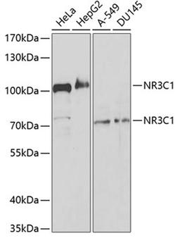 Western blot - NR3C1 antibody (A2164)