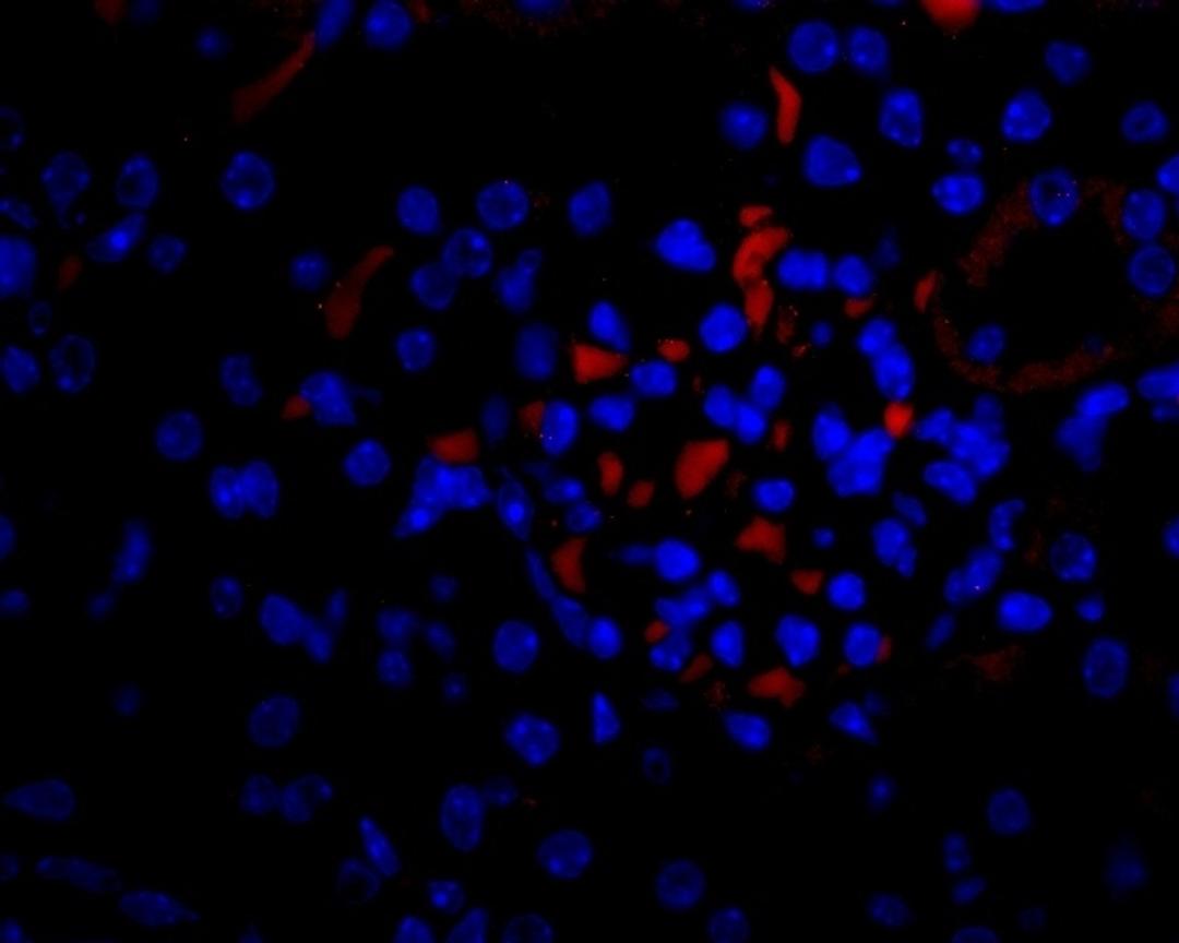 Staining of normal formalin fixed, paraffin embedded mouse kidney with Rabbit anti Mouse VEGF