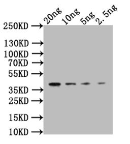 Western Blot. Positive WB detected in: recombinant protein. All lanes:CLB2 Antibody at 1:1000. Secondary. Goat polyclonal to rabbit IgG at 1/50000 dilution. Predicted band size: 34 kDa. Observed band size: 34 kDa. 