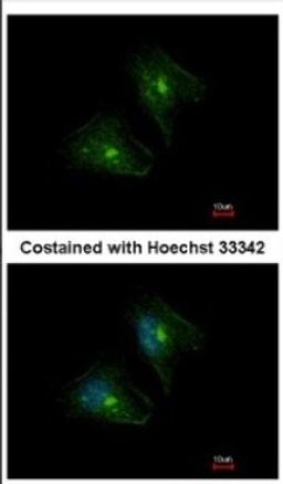 Immunocytochemistry/Immunofluorescence: PTPRH Antibody [NBP2-20005] - Immunofluorescence analysis of methanol-fixed HeLa, using antibody at 1:500 dilution.