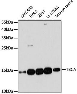 Western blot - TBCA antibody (A13050)