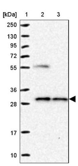 Western Blot: NUBP2 Antibody [NBP1-84533] - Lane 1: Marker [kDa] 250, 130, 95, 72, 55, 36, 28, 17, 10<br/>Lane 2: Human cell line RT-4<br/>Lane 3: Human cell line U-251MG sp