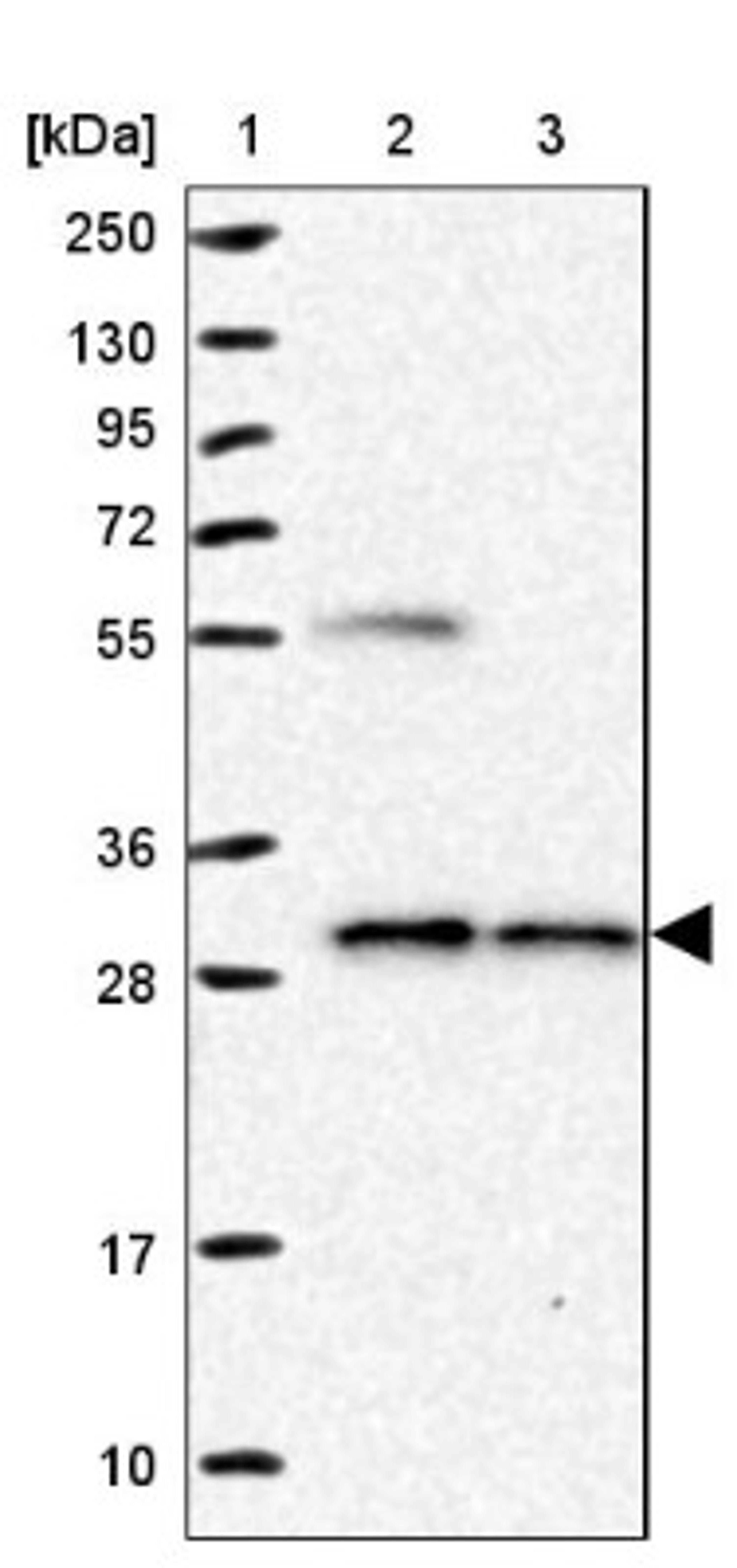 Western Blot: NUBP2 Antibody [NBP1-84533] - Lane 1: Marker [kDa] 250, 130, 95, 72, 55, 36, 28, 17, 10<br/>Lane 2: Human cell line RT-4<br/>Lane 3: Human cell line U-251MG sp