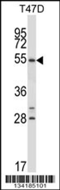 Western blot analysis in T47D cell line lysates (35ug/lane).