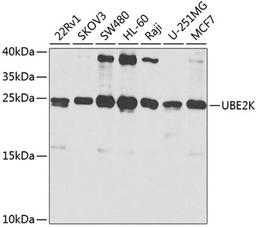 Western blot - UBE2K antibody (A1086)