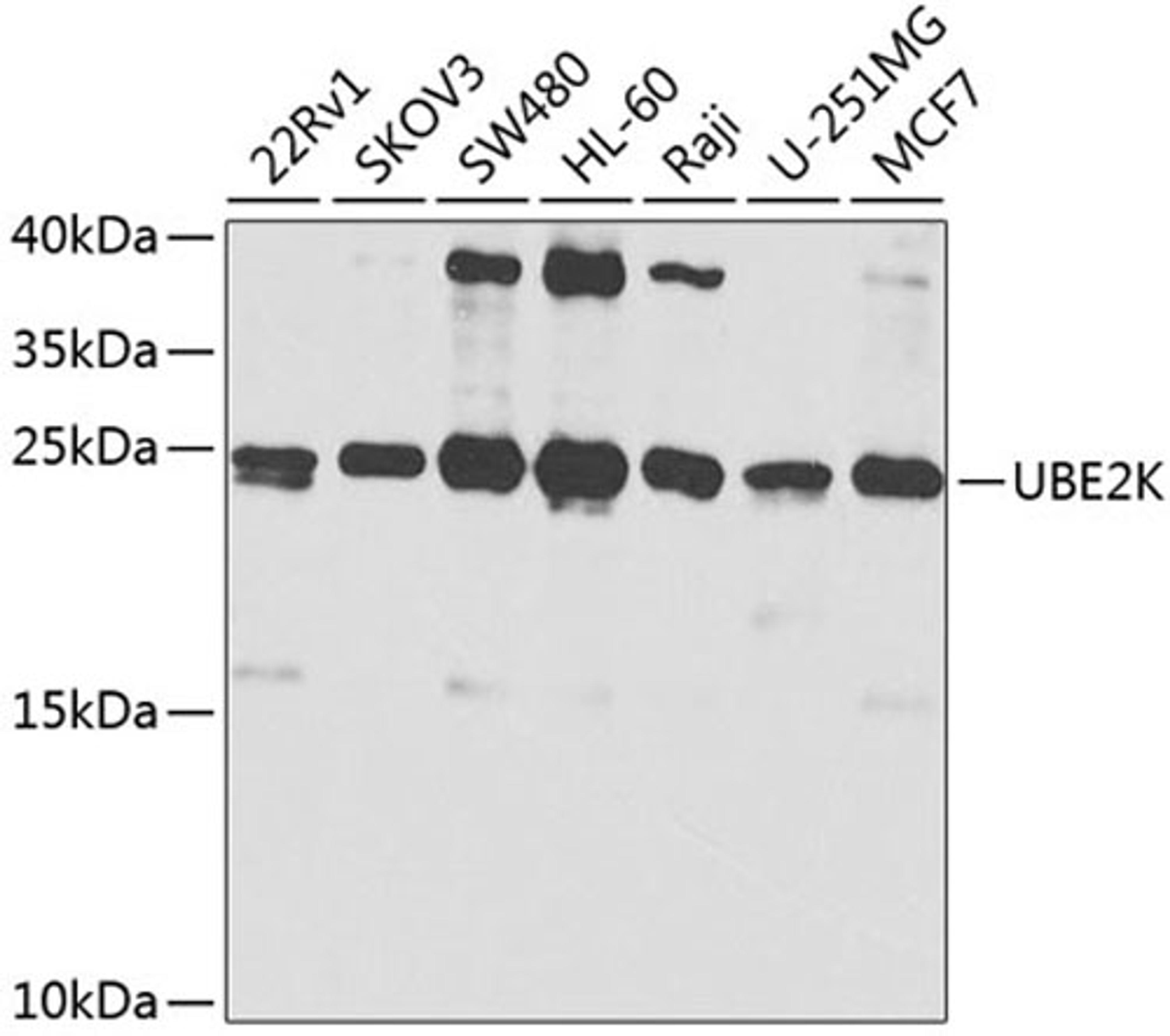 Western blot - UBE2K antibody (A1086)