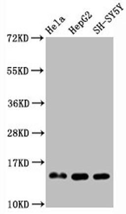 Western Blot. Positive WB detected in Hela whole cell lysate锛孒epG2 whole cell lysate锛孲H-SY5Y whole cell lysate. All lanes Mono-methyl-Histone H3.1(R2)antibody at 0.95μg/ml. Secondary. Goat polyclonal to rabbit IgG at 1/50000 dilution. Predicted band size: 15 KDa. Observed band size: 15 KDa. 