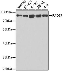 Western blot - RAD17 antibody (A5359)