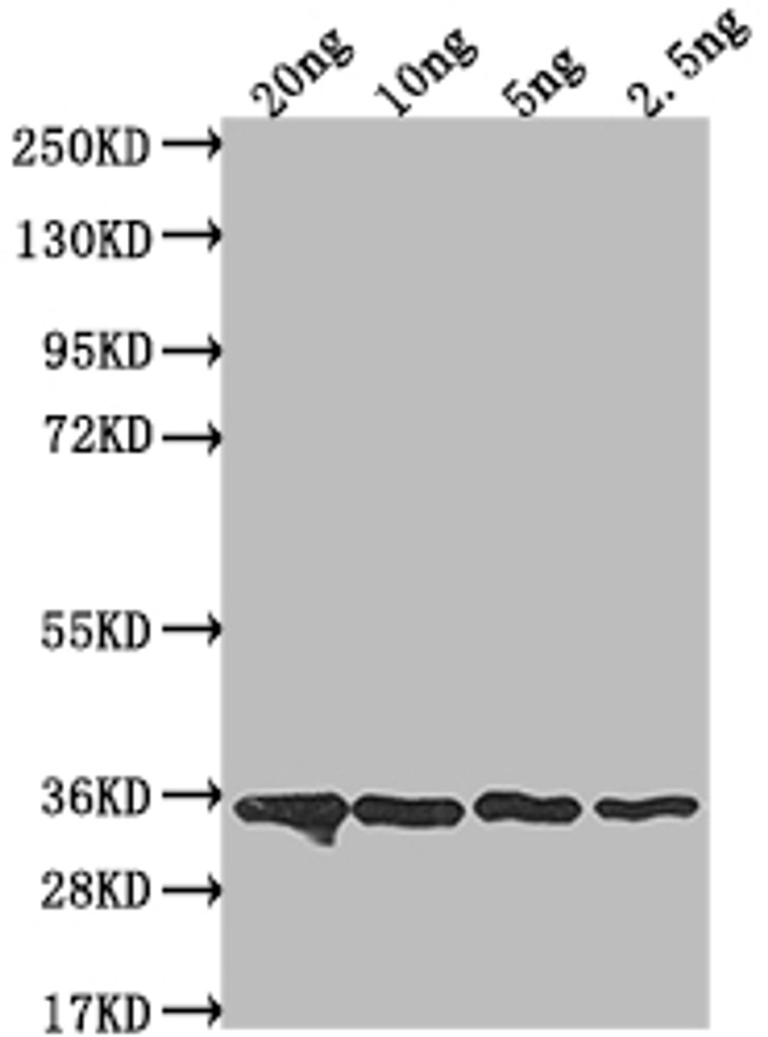 Western Blot. Positive WB detected in Recombinant protein. All lanes: csn antibody at 1:2000. Secondary. Goat polyclonal to rabbit IgG at 1/50000 dilution. Predicted band size: 33.4 kDa. Observed band size: 35 kDa. 