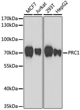 Western blot - PRC1 antibody (A7029)