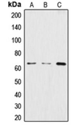 Western blot analysis of HeLa (Lane 1), BJAB (Lane 2), THP1 (Lane 3) whole cell lysates using CSTF2 antibody