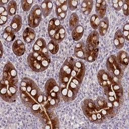 Immunohistochemistry-Paraffin: PRAP1 Antibody [NBP1-80633] - Immunohistochemical staining of human duodenum shows strong cytoplasmic positivity in glandular cells.