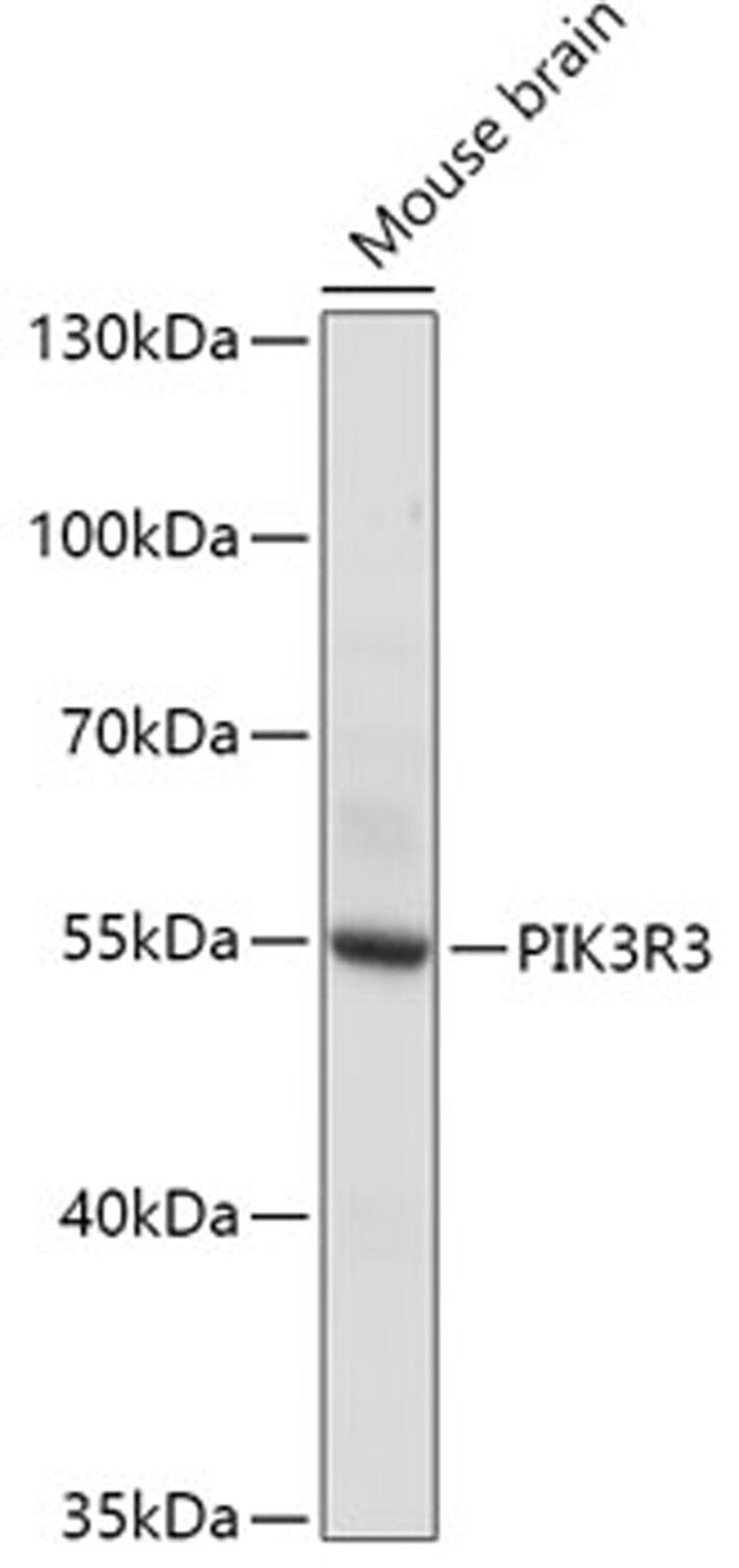 Western blot - PIK3R3 antibody (A17112)