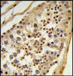 Immunohistochemical staining of paraffin embedded human testis tissue using L1TD1 antibody (primary antibody dilution at: 1:50-100)