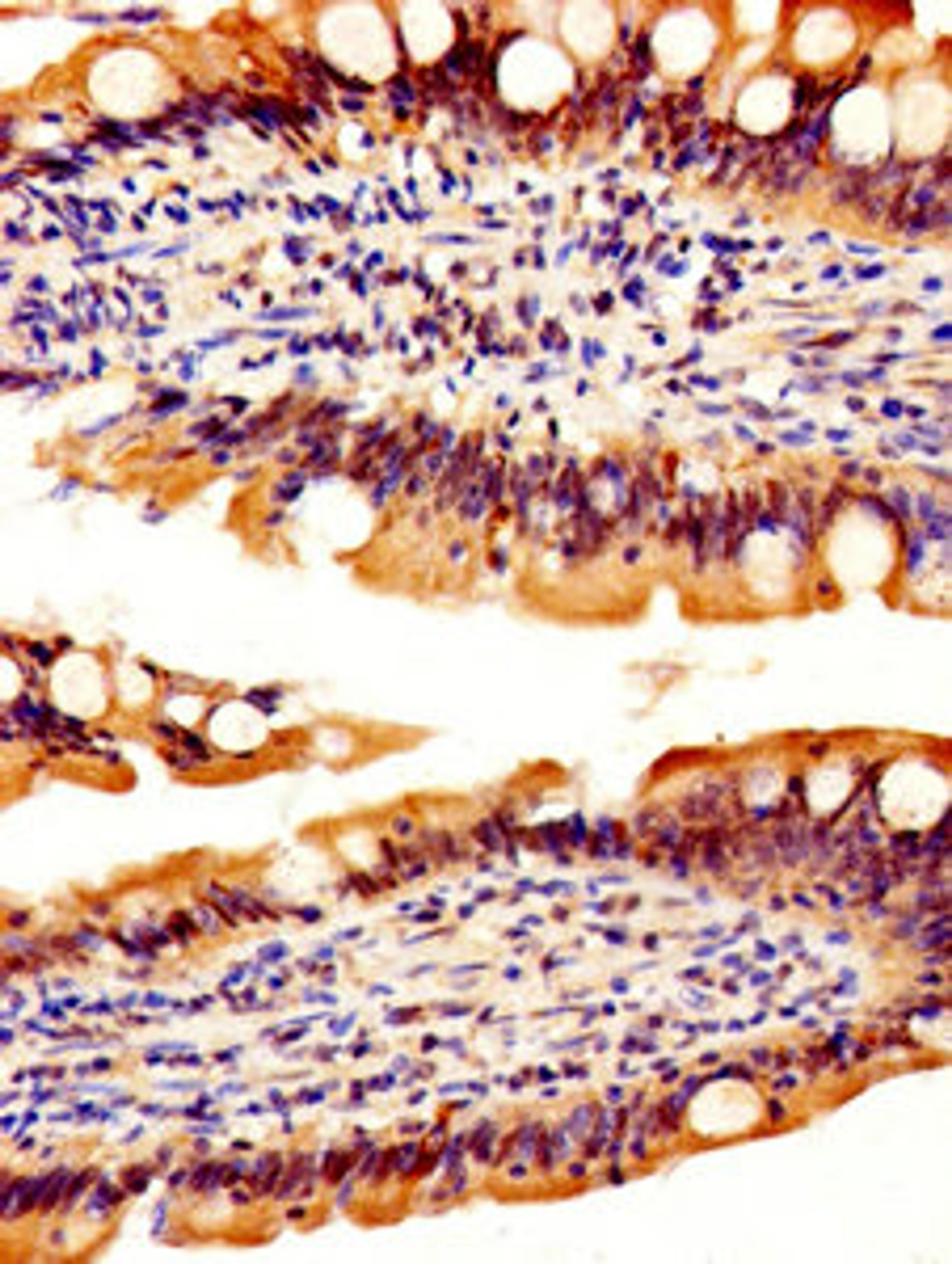 IHC image of CSB-PA019548EA01HU diluted at 1:500 and staining in paraffin-embedded human small intestine tissue performed on a Leica BondTM system. After dewaxing and hydration, antigen retrieval was mediated by high pressure in a citrate buffer (pH 6.0). Section was blocked with 10% normal goat serum 30min at RT. Then primary antibody (1% BSA) was incubated at 4&deg;C overnight. The primary is detected by a biotinylated secondary antibody and visualized using an HRP conjugated SP system.