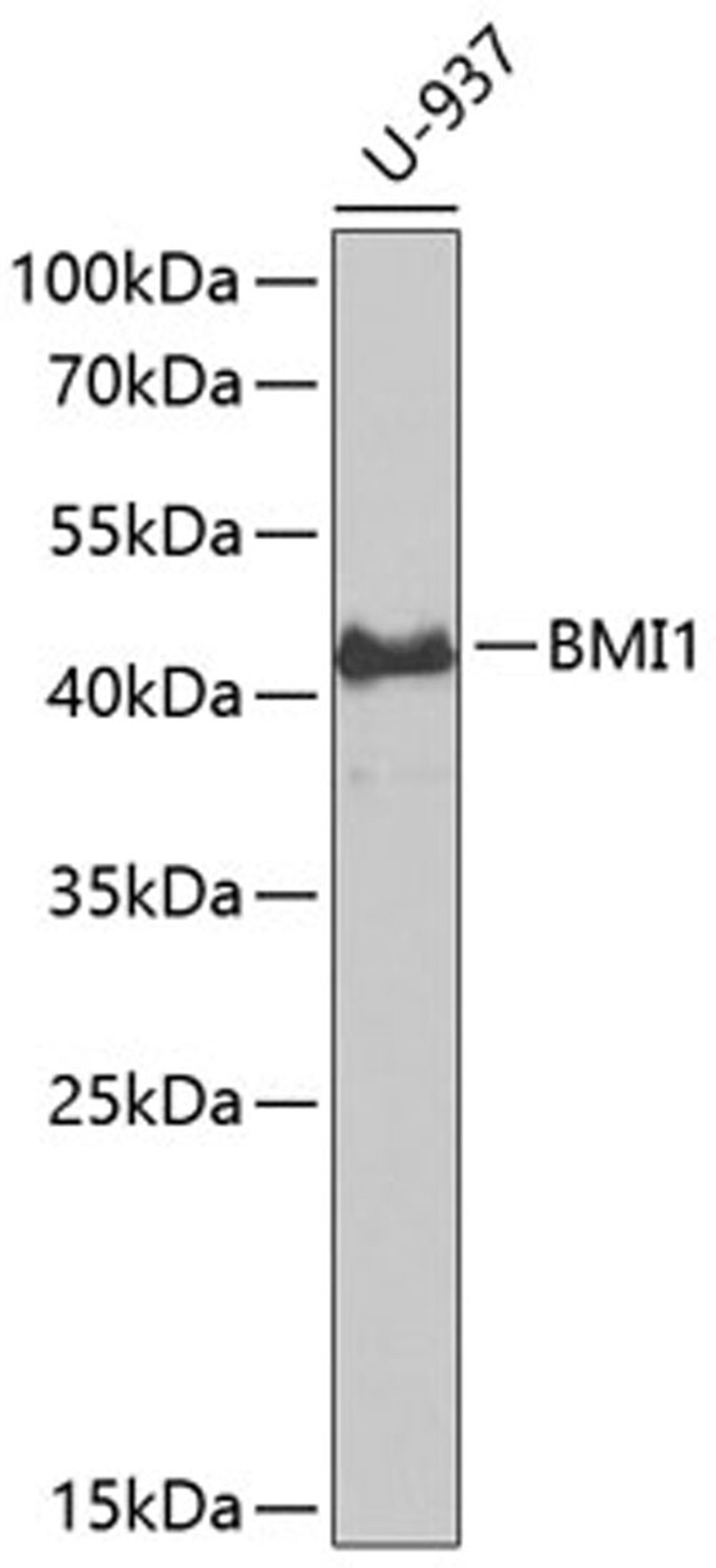 Western blot - BMI1 antibody (A13472)