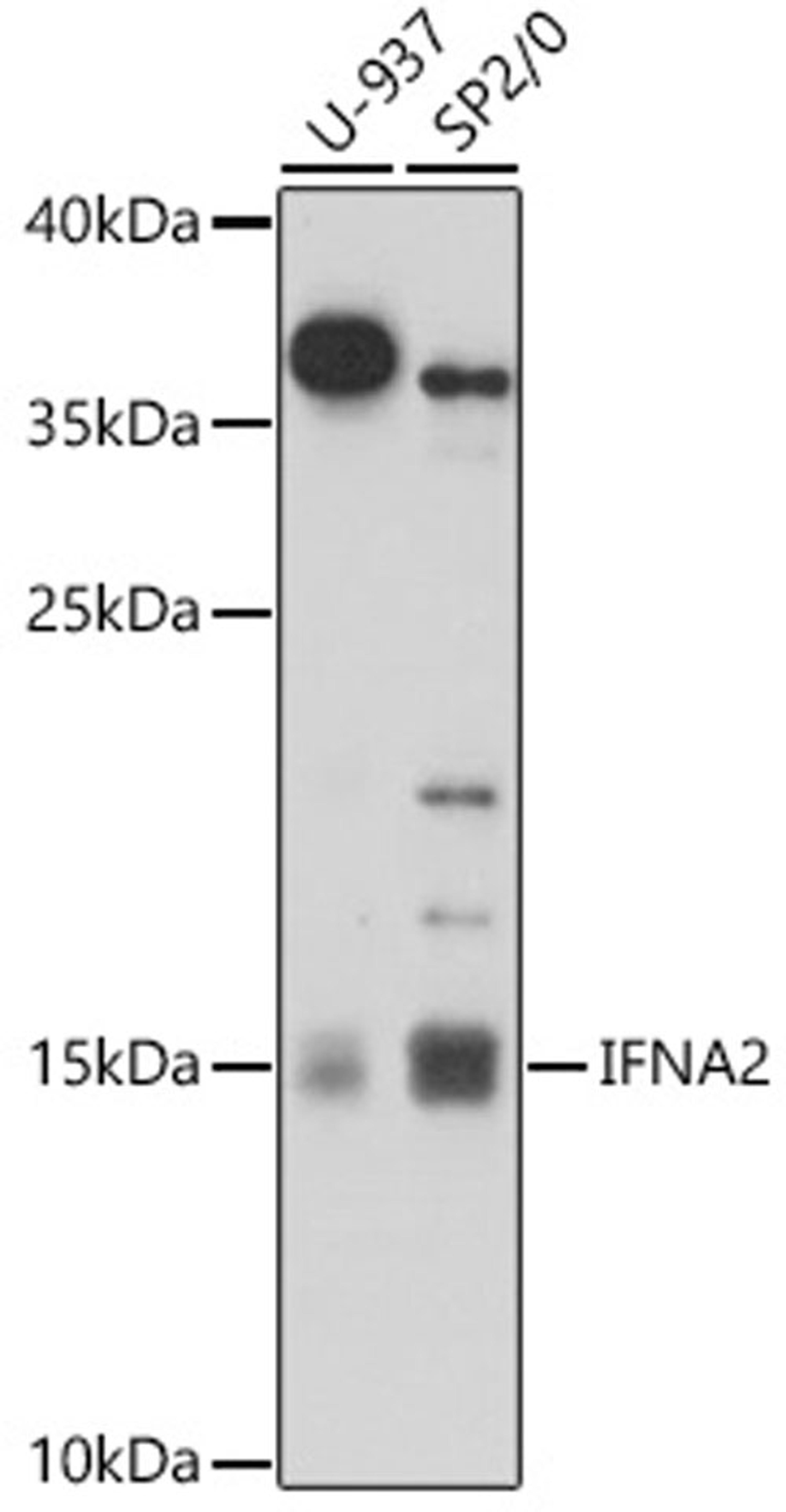 Western blot - IFNA2 antibody (A17316)