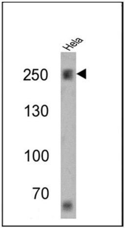 Western Blot: Spectrin beta 1 Antibody (4C3) [NB300-574] - Analysis of 25 ug of Hela cell lysates.