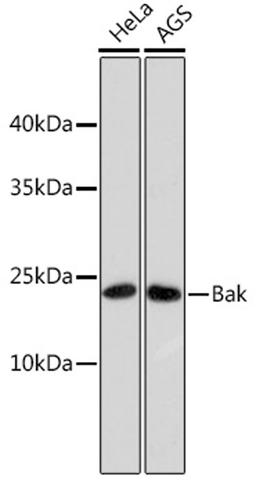 Western blot - Bak antibody (A10754)