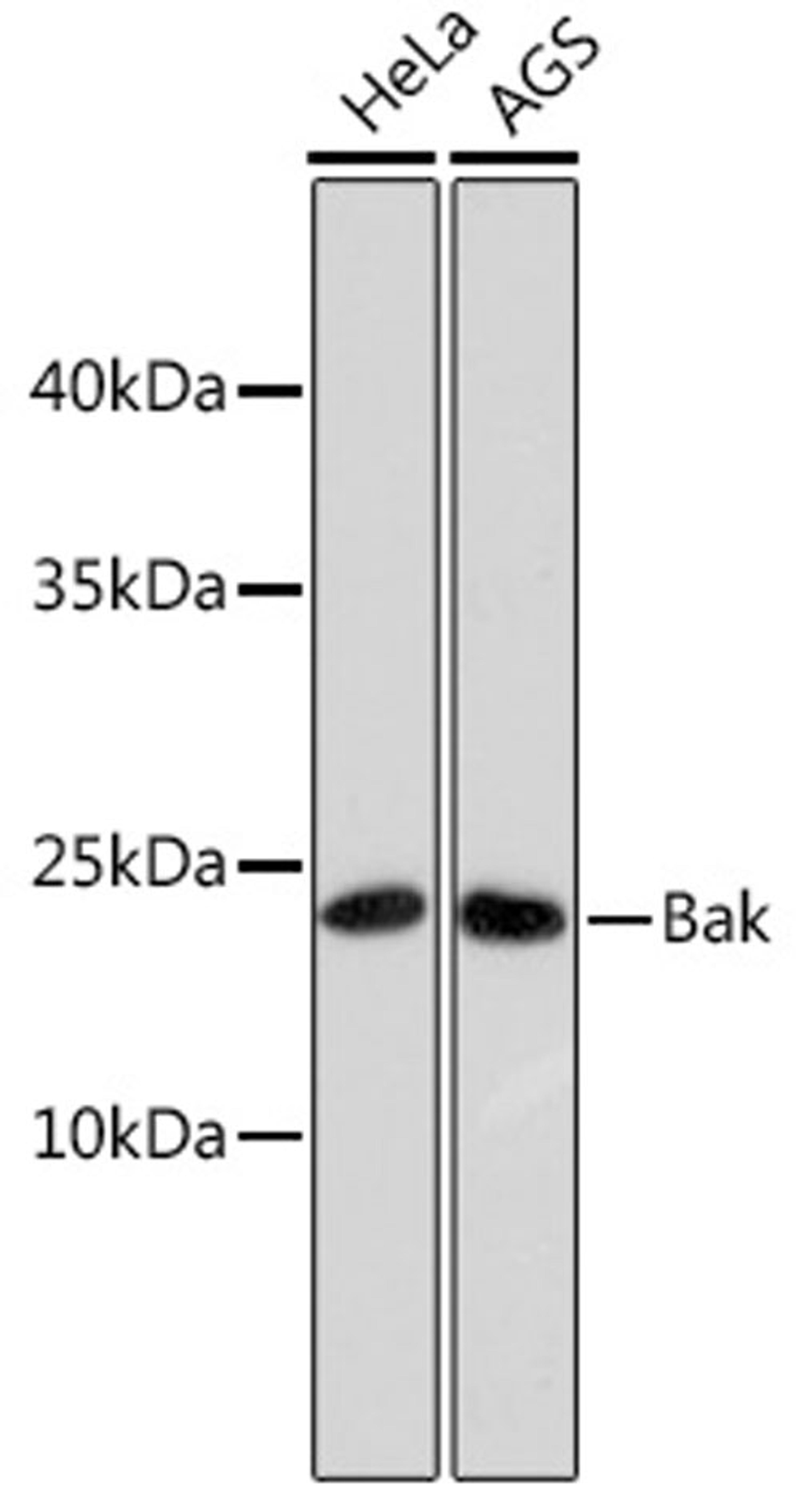 Western blot - Bak antibody (A10754)