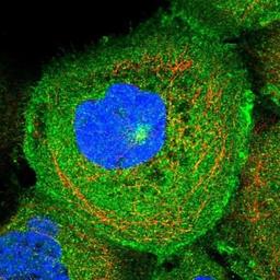 Immunocytochemistry/Immunofluorescence: RILPL1 Antibody [NBP1-81928] - Staining of human cell line A-431 shows positivity in nucleus but not nucleoli, plasma membrane & cytoplasm.