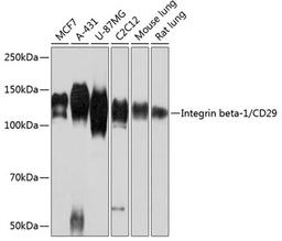 Western blot - Integrin beta-1/CD29 antibody (A19072)