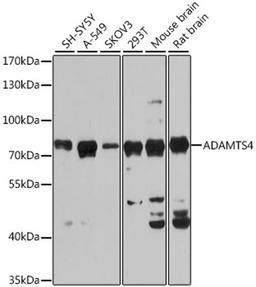 Western blot - ADAMTS4 antibody (A2525)