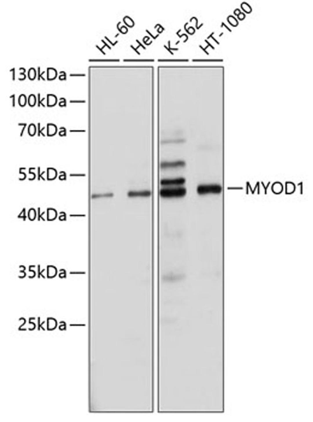 Western blot - MYOD1 antibody (A0671)