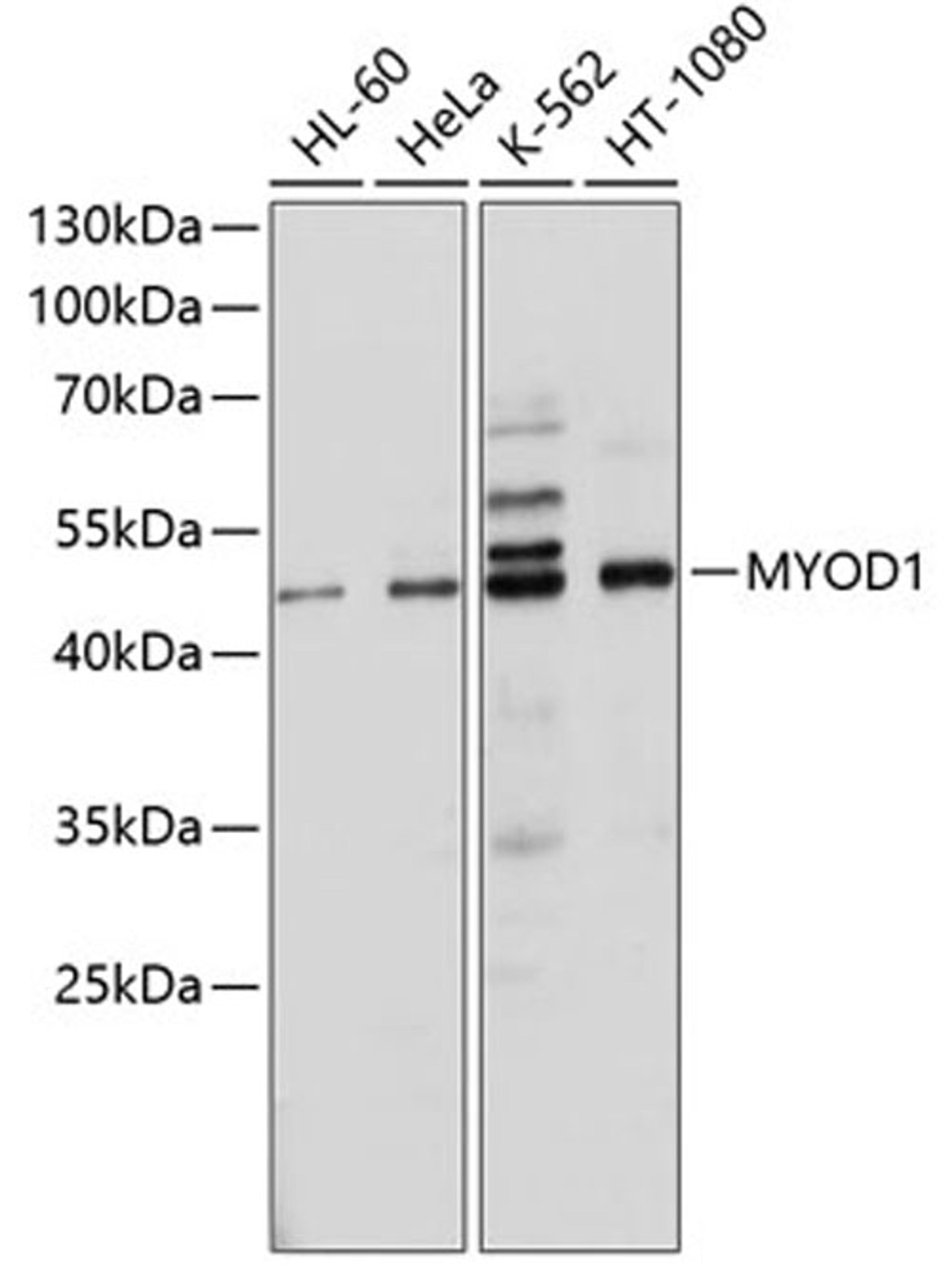 Western blot - MYOD1 antibody (A0671)