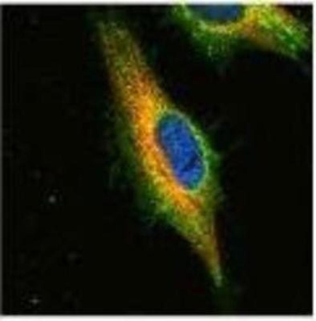 Immunocytochemistry/Immunofluorescence: TRIM23 Antibody [NB100-78620] - Confocal immunofluorescence analysis (Olympus FV10i) of paraformaldehyde-fixed HeLa, using TRIM23 antibody (green) at 1:500 dilution. Alpha-tubulin filaments were labeled with red at 1:2500.