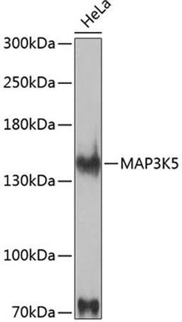 Western blot - MAP3K5 antibody (A12458)