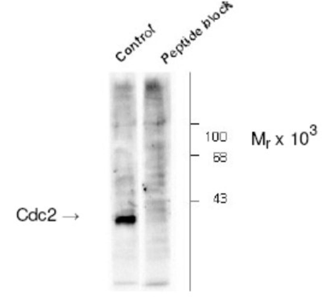 Western Blot: Cdc2 [p Tyr15] Antibody [NB500-142] - Western Blot. Western blot of SK-N-MC total cell extracts, treated with hydroxyurea for 22 hours to induce Tyr15 cdc2 phosphorylation. The labeling by the antibody to phospho Tyr15 cdc2 is specifically blocked by the Ser15 phosphopeptide used as antigen. The corresponding non-phosphopeptide did not block the immunolabeling (not shown).