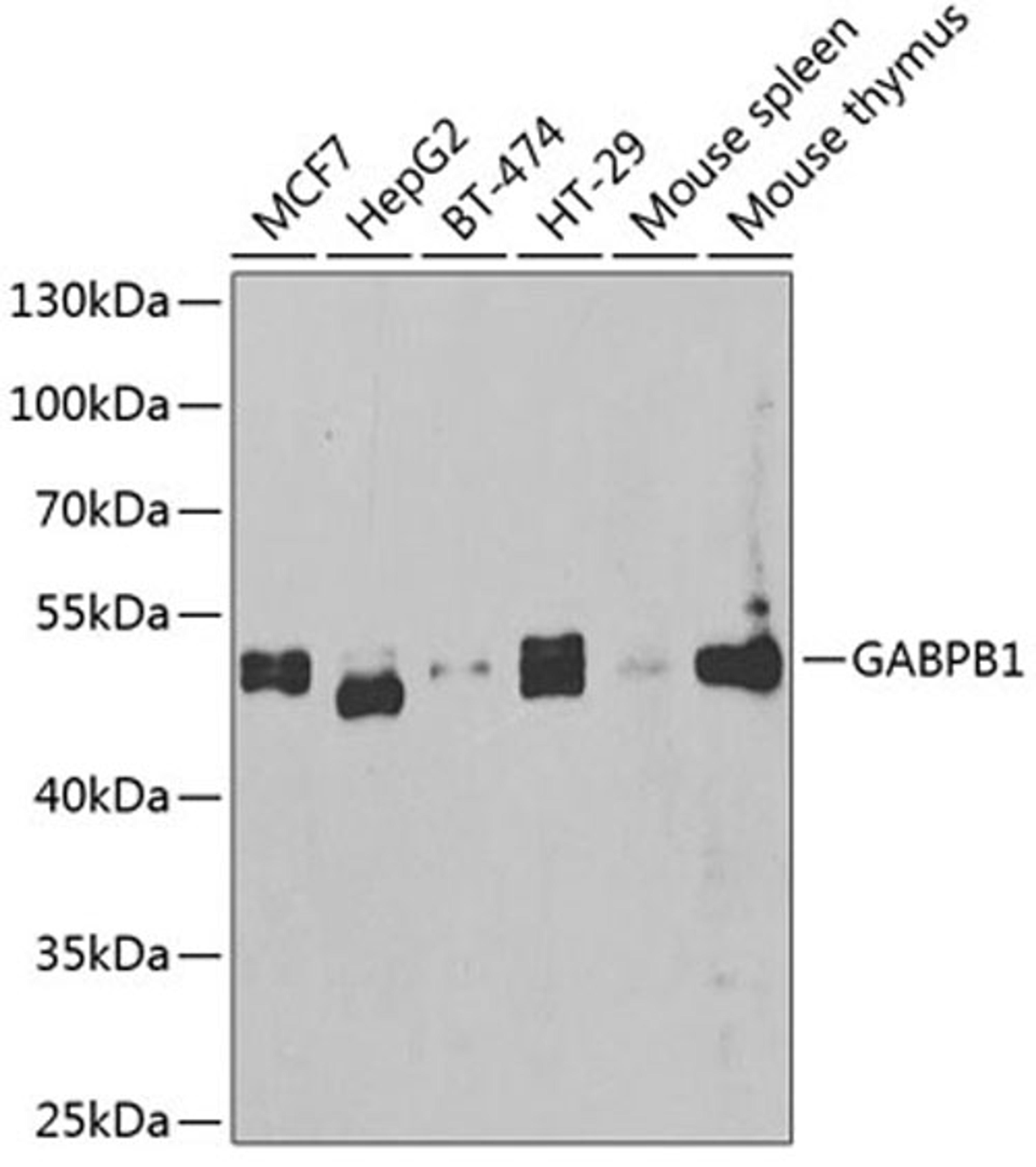 Western blot - GABPB1 antibody (A6909)