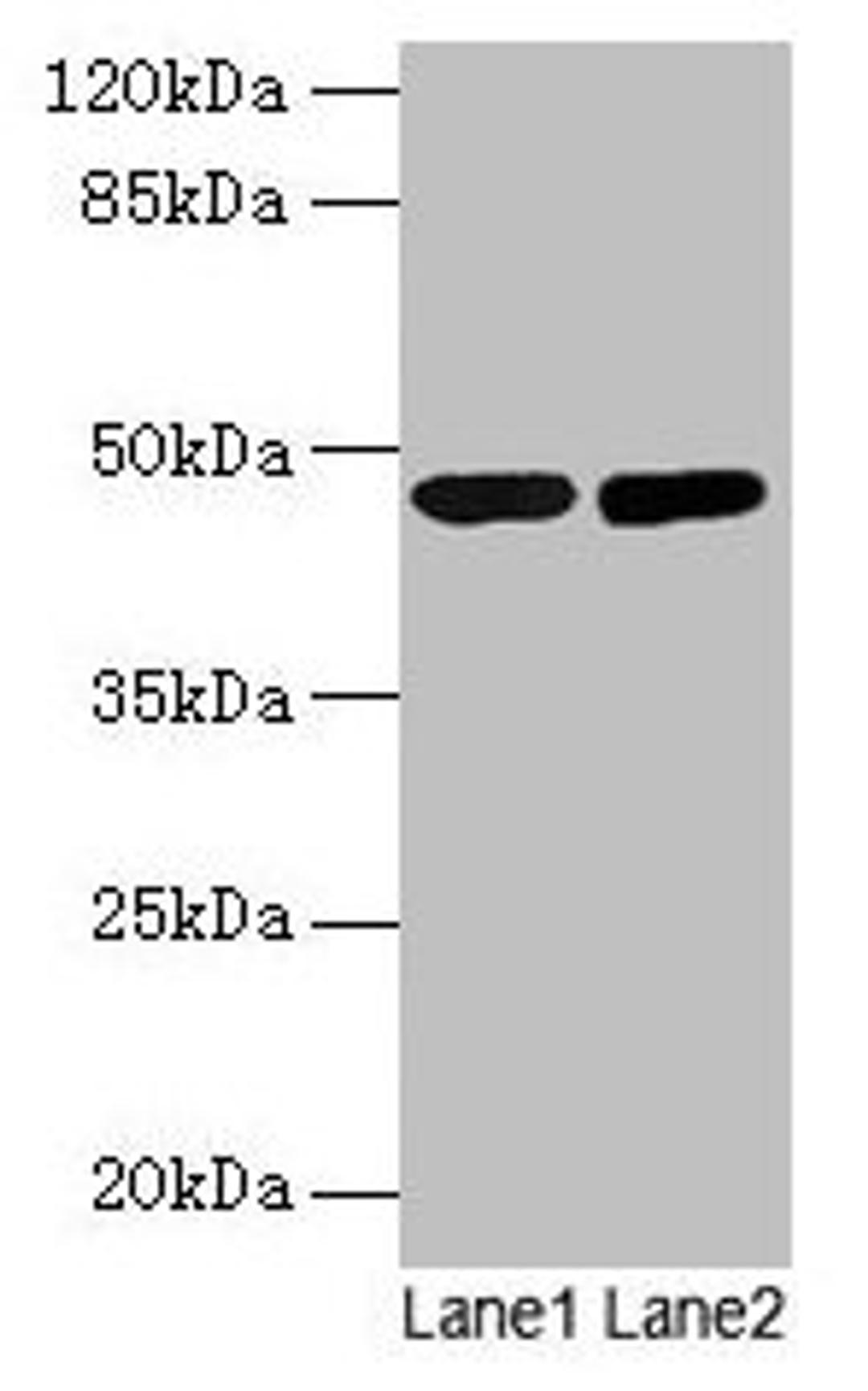 Western blot. All lanes: SSB antibody at 2µg/ml. Lane 1: Mouse liver tissue. Lane 2: Mouse brain tissue. Secondary. Goat polyclonal to rabbit IgG at 1/10000 dilution. Predicted band size: 47 kDa. Observed band size: 47 kDa