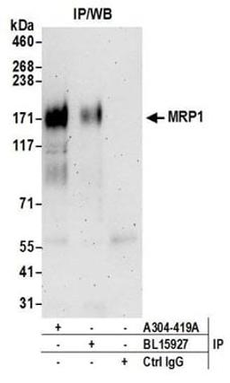 Detection of human MRP1 by western blot of immunoprecipitates.