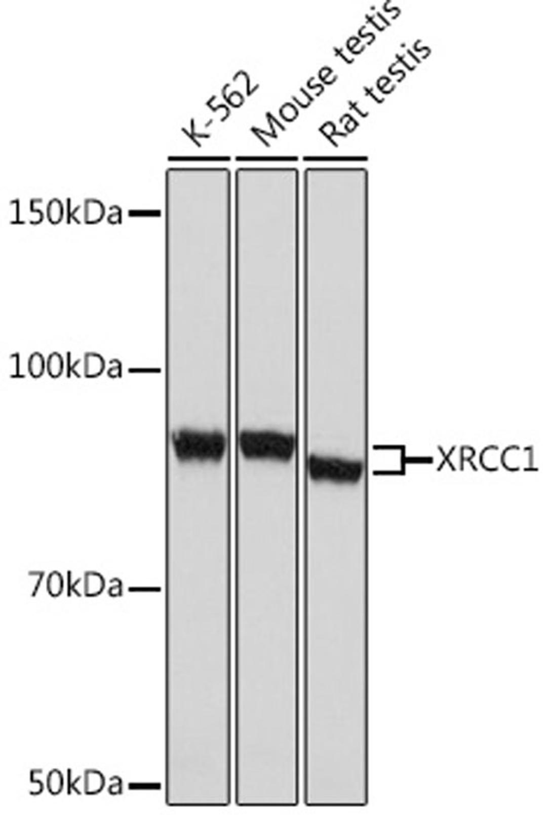 Western blot - XRCC1 Rabbit mAb (A4135)