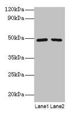 Western blot. All lanes: DDX39B antibody at 2µg/ml. Lane 1: EC109 whole cell lysate. Lane 2: 293T whole cell lysate. Secondary. Goat polyclonal to rabbit IgG at 1/15000 dilution. Predicted band size: 49, 51 kDa. Observed band size: 49 kDa