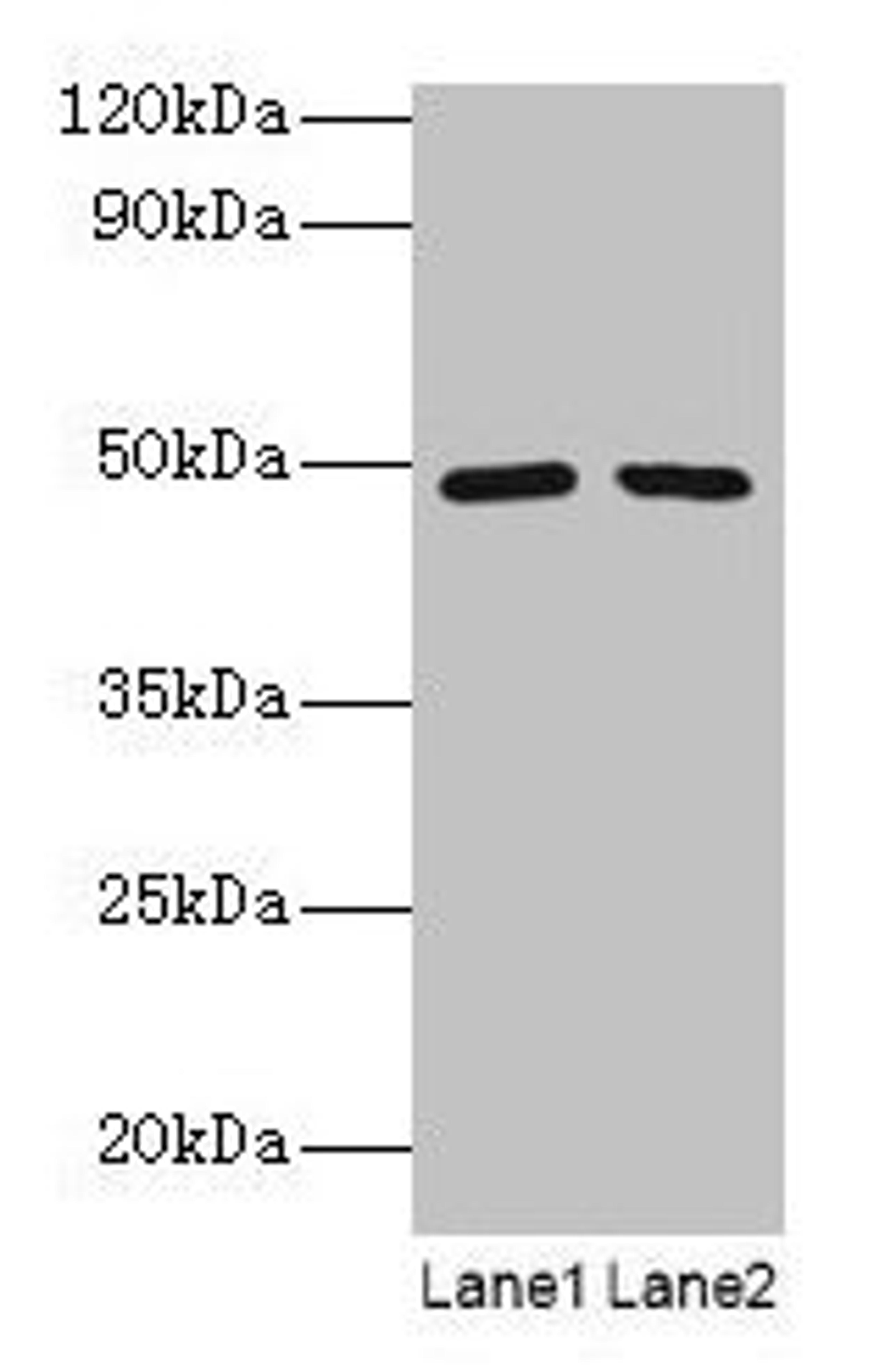 Western blot. All lanes: DDX39B antibody at 2µg/ml. Lane 1: EC109 whole cell lysate. Lane 2: 293T whole cell lysate. Secondary. Goat polyclonal to rabbit IgG at 1/15000 dilution. Predicted band size: 49, 51 kDa. Observed band size: 49 kDa