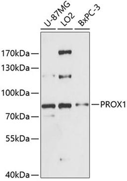 Western blot - PROX1 antibody (A13042)