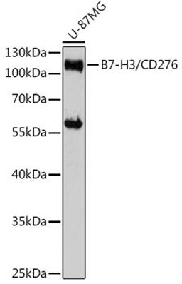 Western blot - B7-H3/CD276 antibody (A17216)