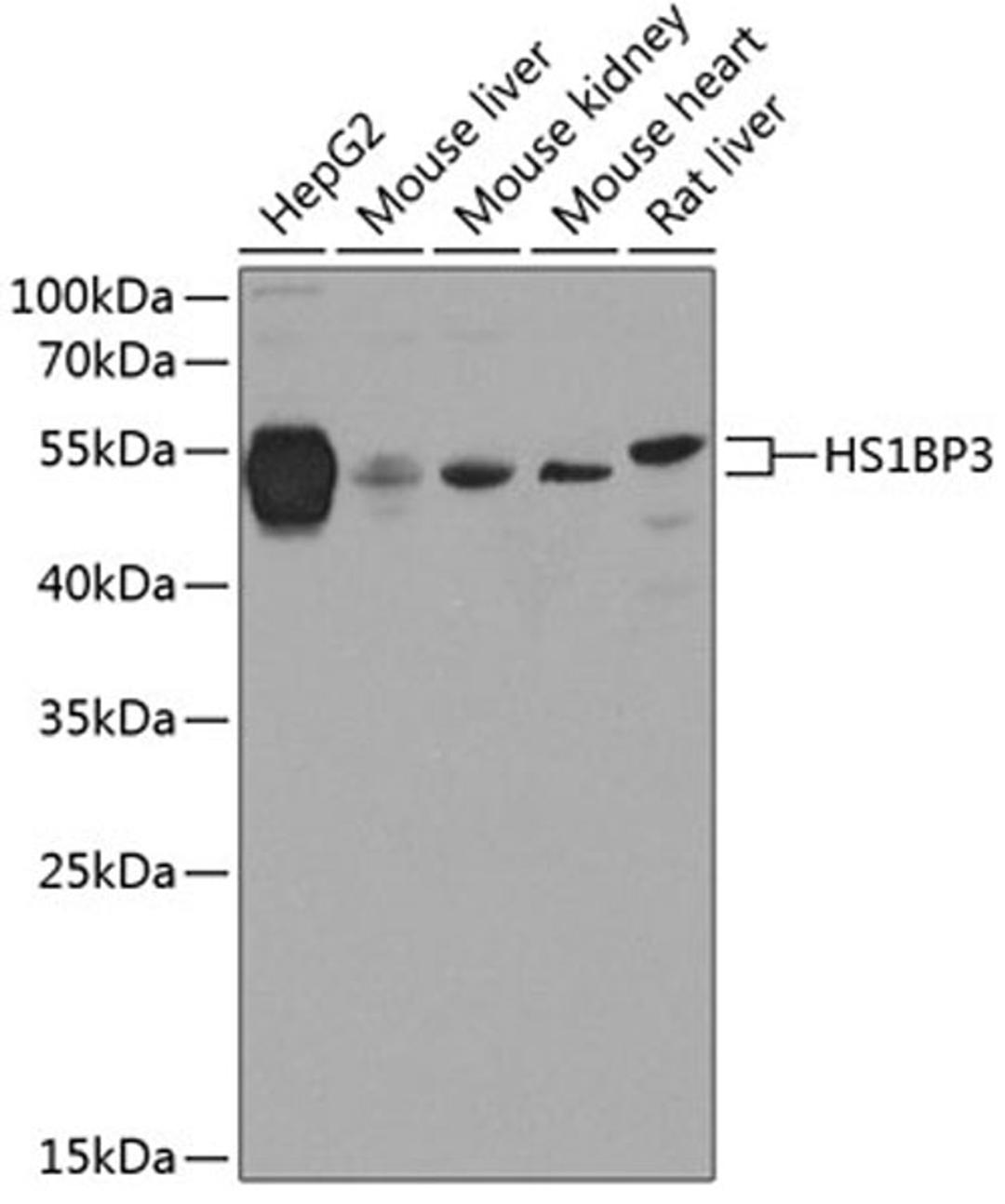 Western blot - HS1BP3 antibody (A8250)