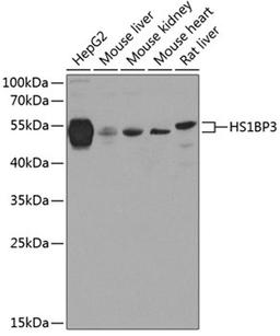 Western blot - HS1BP3 antibody (A8250)