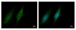 Immunocytochemistry/Immunofluorescence: GCN2 Antibody [NBP1-31679] - Sample: HeLa cells were fixed in iced-cold MeOH for 5 min. Green: EIF2AK4 protein stained by GCN2 antibody, C-term diluted at 1:500. Blue: Hoechst 33343 staining.